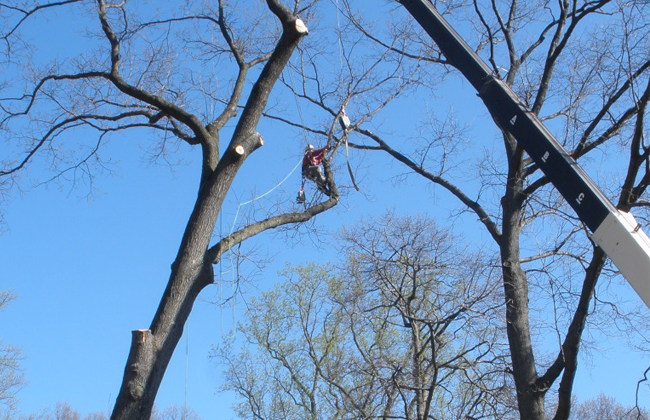 Tree Health Care