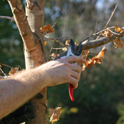 Tree Preservation