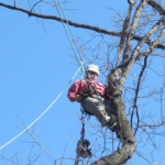 Tree Risk Assessment