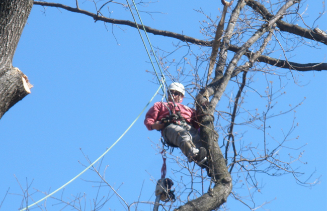 Tree Risk Assessment