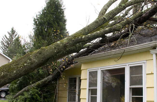 Tree Service Crozet, VA