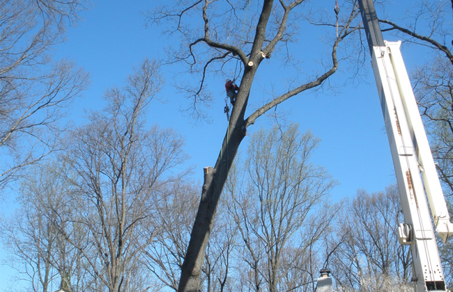 Tree Service Fishersville, VA