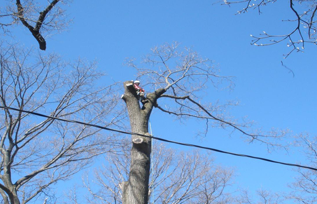 Tree Service Staunton, VA