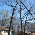 Tree Trimming & Pruning