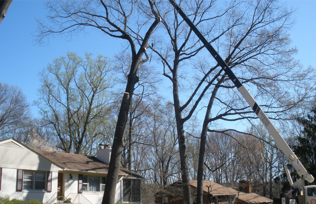 Tree Trimming & Pruning