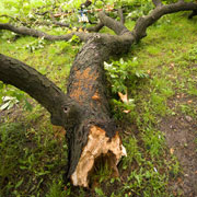 Damaged Root Systems